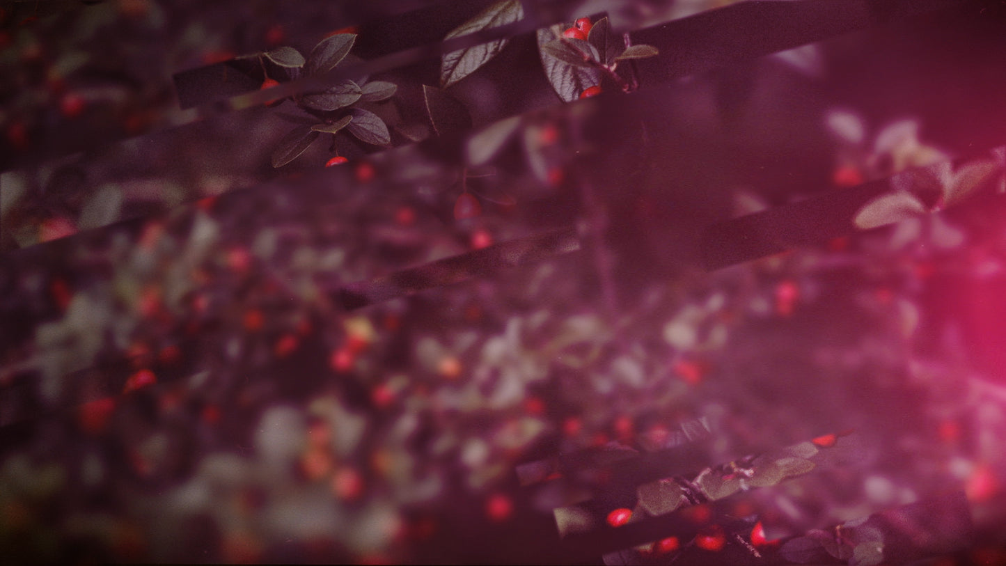 Christmas Journey 05 Still