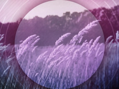 Barley Breeze 3 Motion