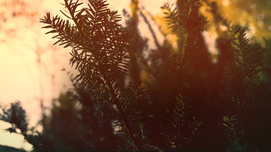 Thanksgiving Light Green Still