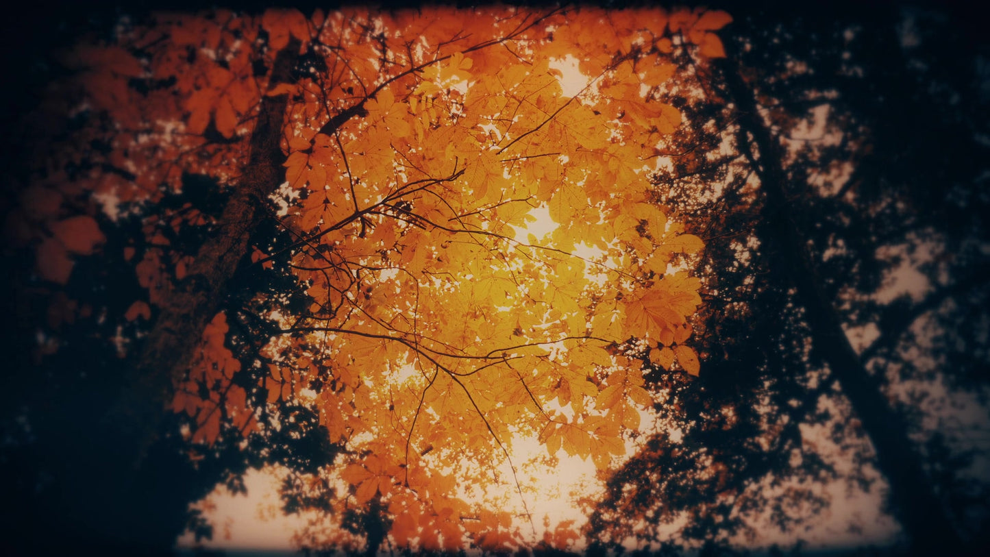 Autumn Fire Embers Still