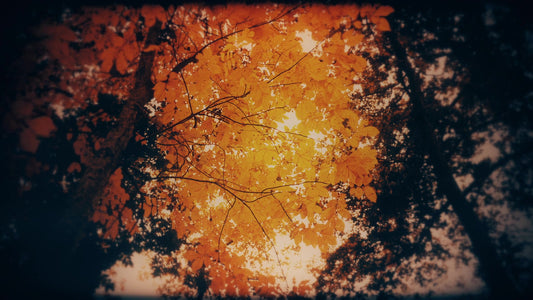 Autumn Fire Embers Still