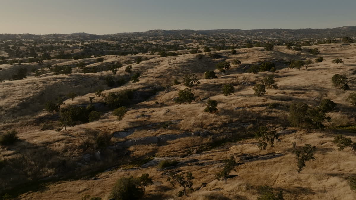 Golden Pastures Still 15