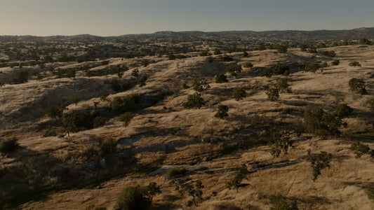 Golden Pastures Still 15