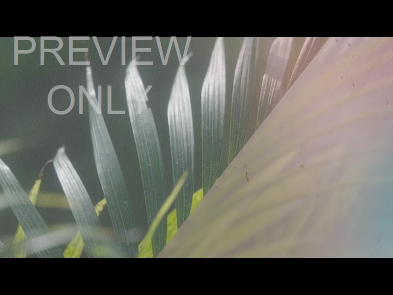 The Beautiful Empty: Palm Still