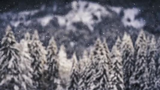 Snow Shimmer: 11