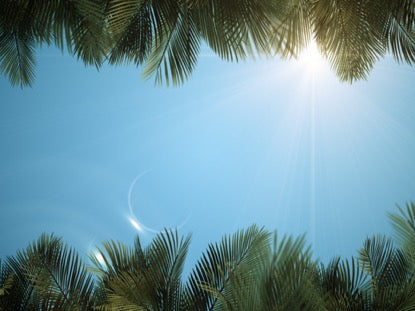 Sky View Palm Branches Blue