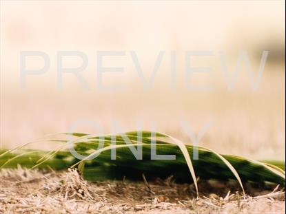 Easter Moments Palm Sunday