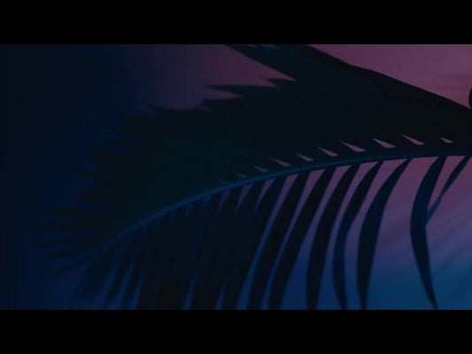 Cinematic Palms Loop 23