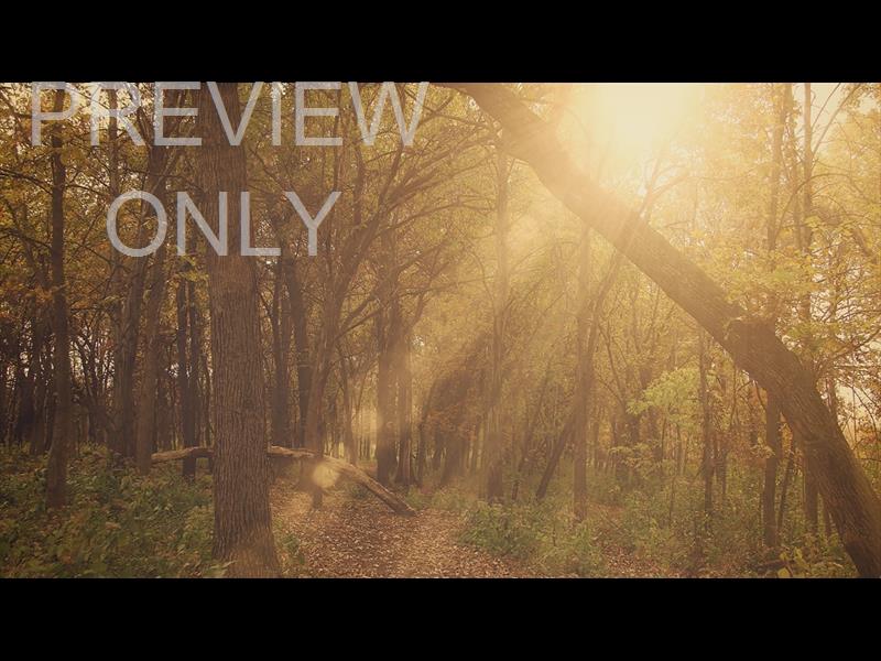 Fall Colors Forest Rays