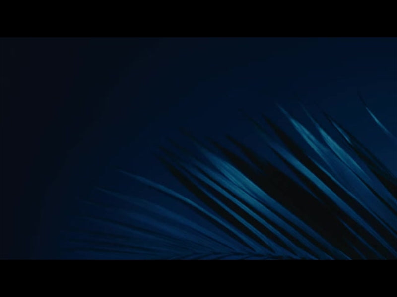 Cinematic Palms Loop 12