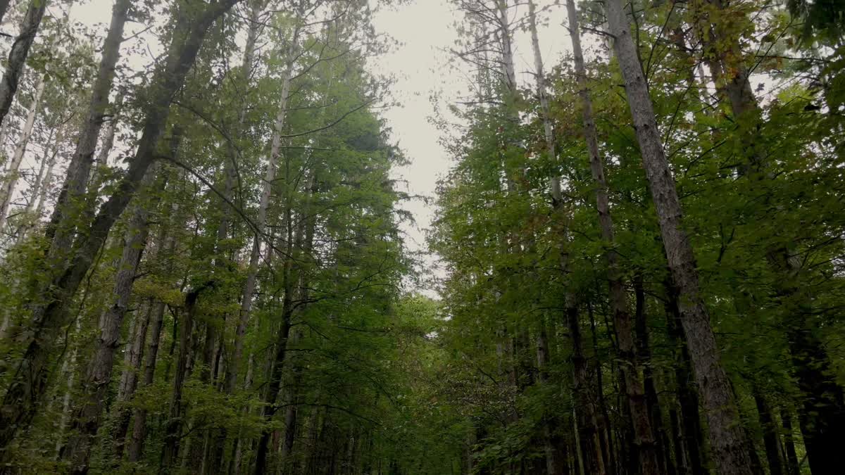 The Forest 8 Still