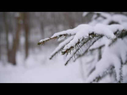 Snow Winter Background 35