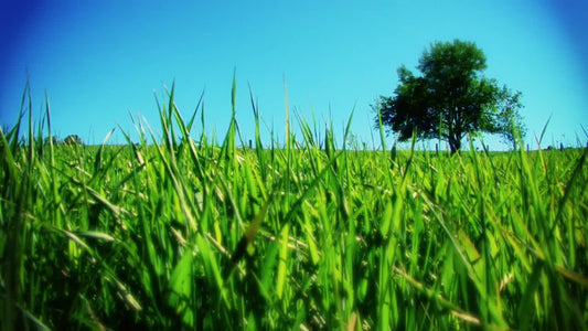 Single Tree