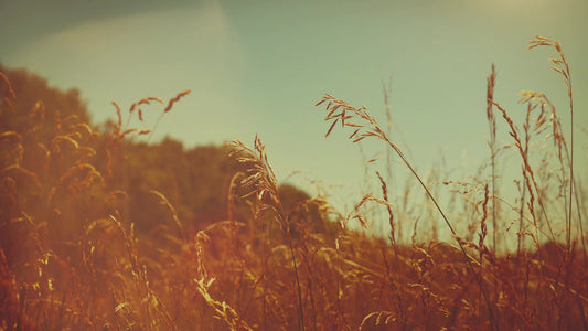 Summer Bright Grasses