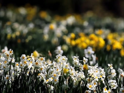 Daffodil Field