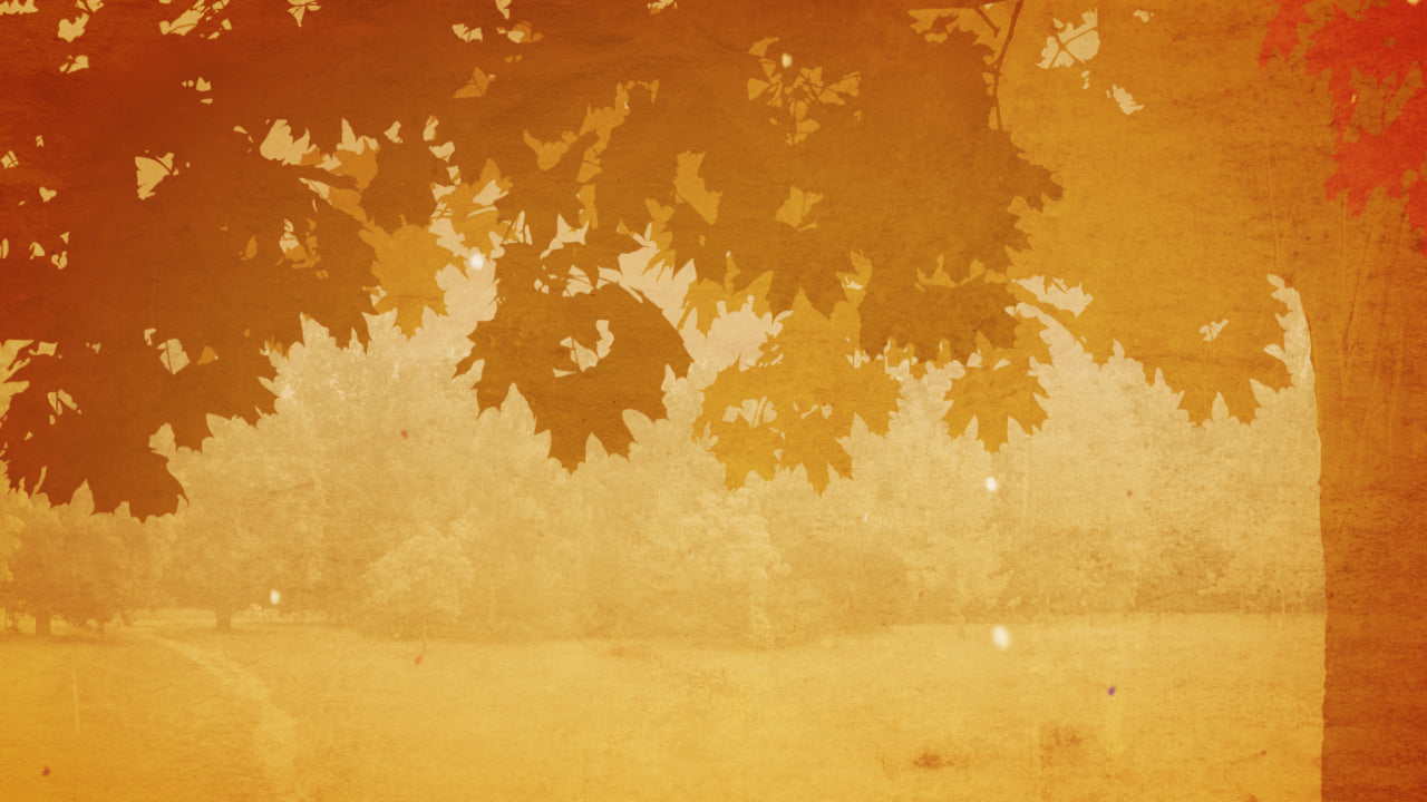 Fall Colors 02 Still