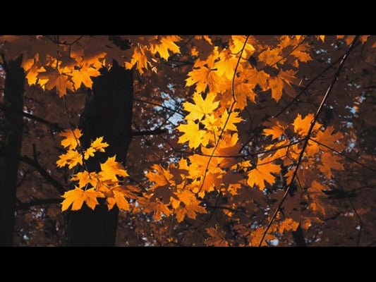 Moving Fall 4