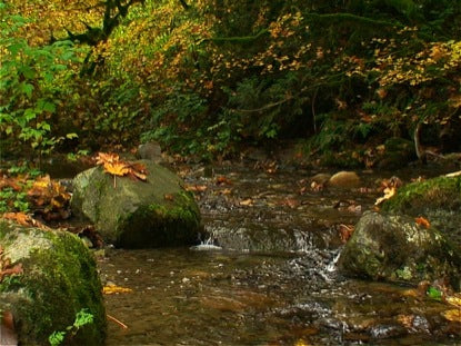 Autumn's Arrival
