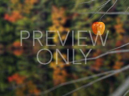 The Apple Visualization 4 Still