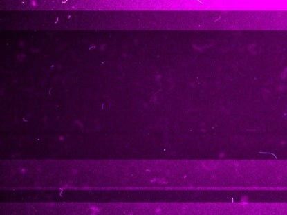 Dust Lines Purple