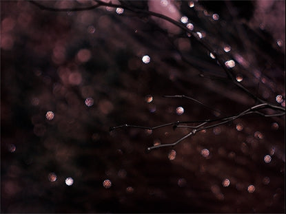 Winter Frost 11