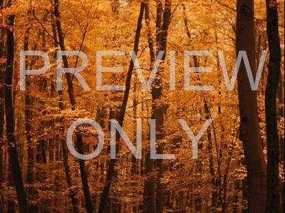 Fall Leaves Montage 4