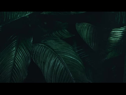 Tropical Leaves Fronds