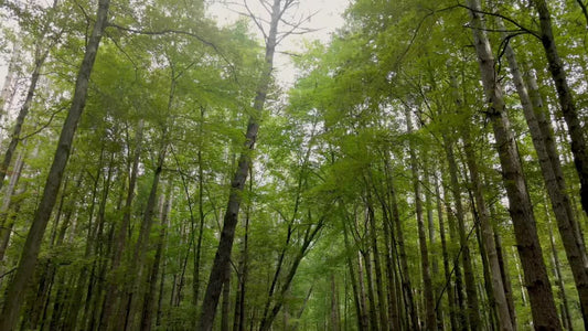 The Forest 9 Still