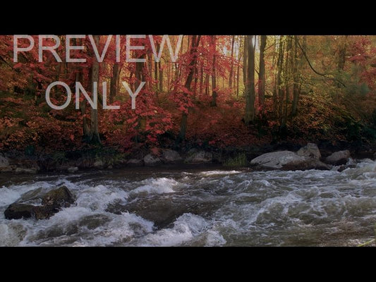 Northwest Fall 3 Still