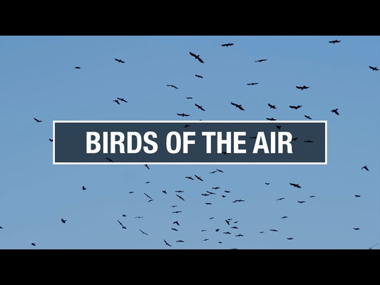 Birds Of The Air