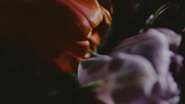 Beauty And Strength Loop 01