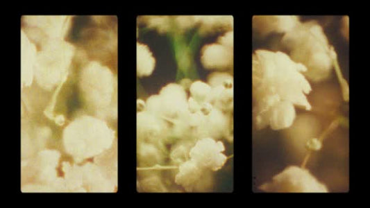 Bloom Again 11