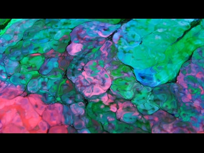Chameleon  Teaching Motion 1