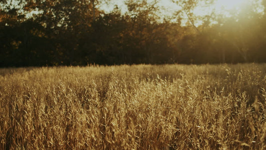 Autumn Meadow Still 16