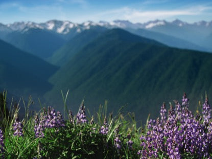Mountain Pines Purple Flower Focus