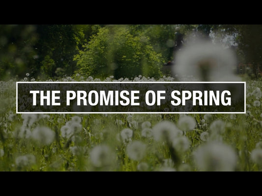 The Promise Of Spring