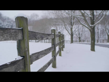 Snow Winter Background 9