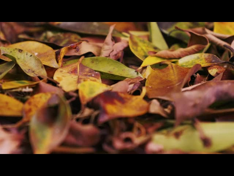 Autumn Leaves 5