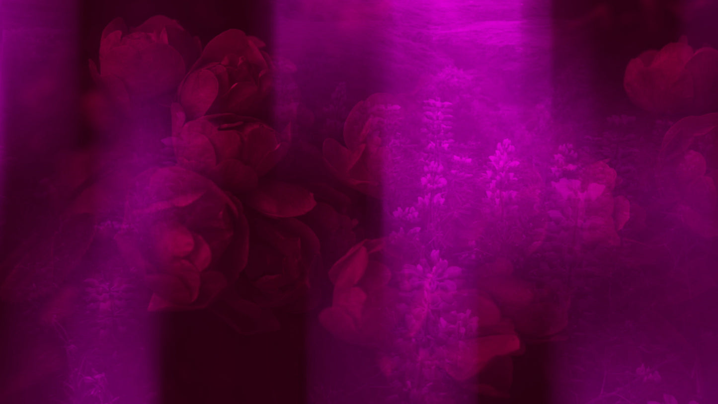 Floral Reflections 12 Still