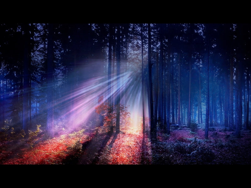 Autumn Light 5