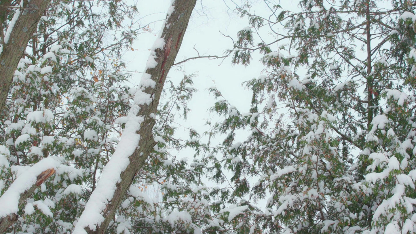 Winter Woods Still 14