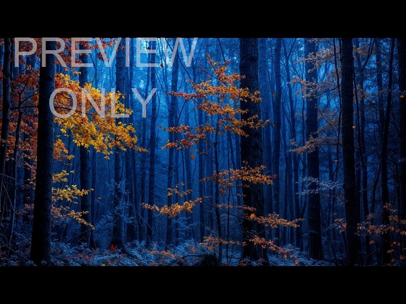 Forest Fall 3 Still