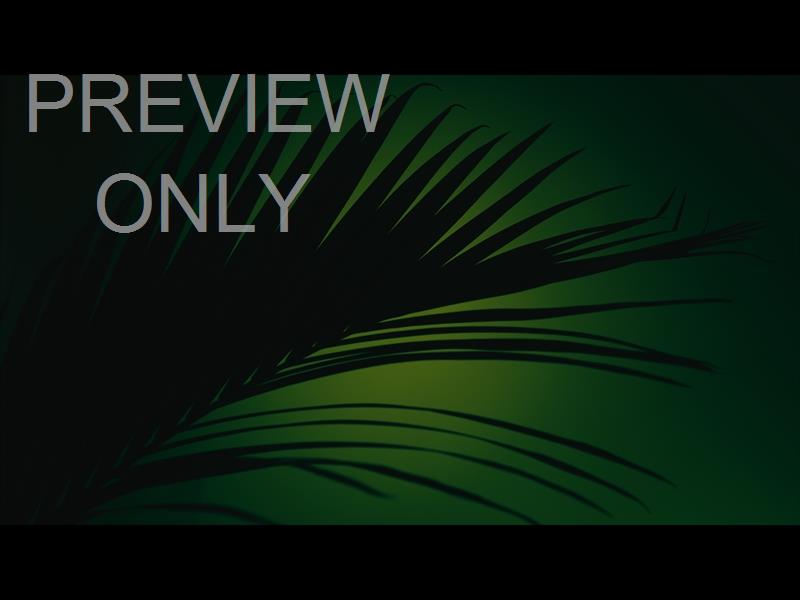 Cinematic Palms Still 17