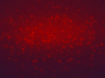 Deep Reds Rotating Particles