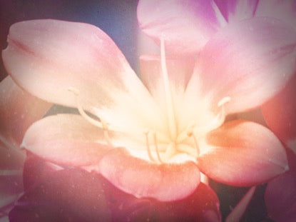 Flowers For Mom 2 Motion