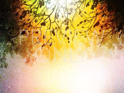 Spiced Woods 3 Still