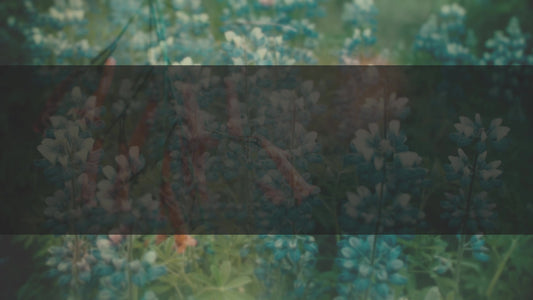 Muted Spring Life Box