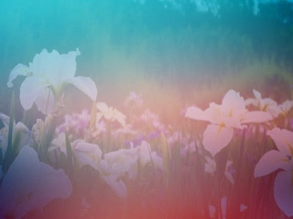 Wildflower 10