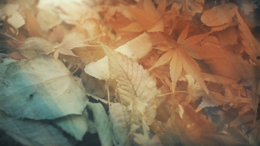 Fallen Leaves 05