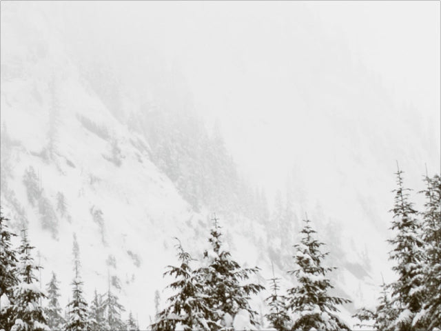 Snowy Forest Backdrop